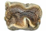 Fossil Woolly Rhino (Coelodonta) Tooth - Siberia #370967-2